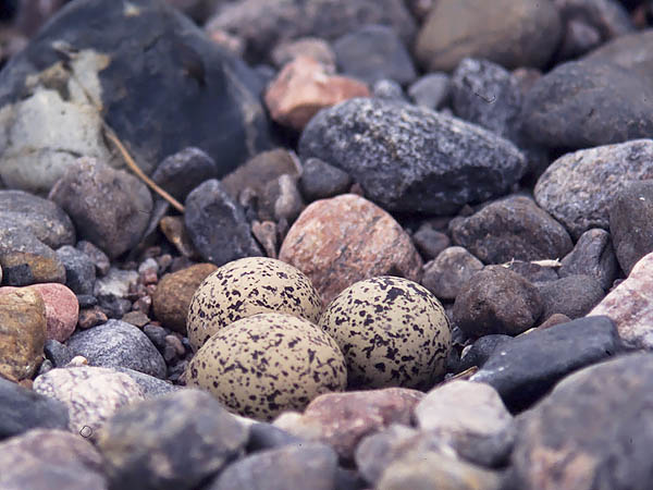 Meriharakka, Eurasian Oystercatcher, Haematopus ostralegus